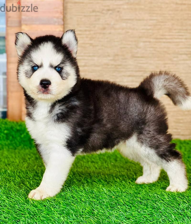 siberian Husky puppies //Whatsapp +971502618837 0