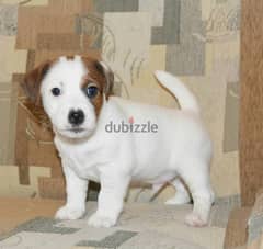 Jack Russell Puppy 0