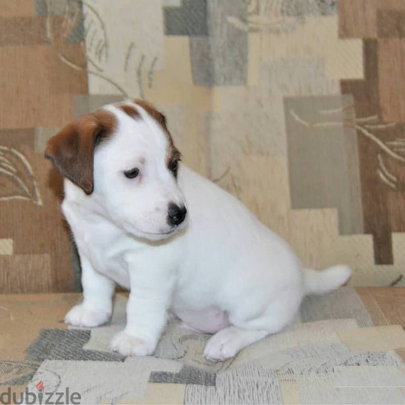 Jack Russell Puppy 1