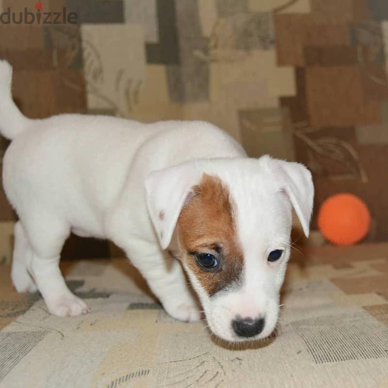 Jack Russell Puppy 2