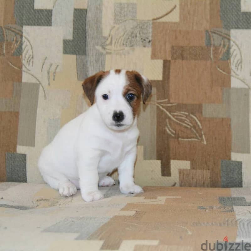 Jack Russell Puppy 3