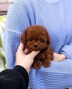 Tcup Poodle for sale 0