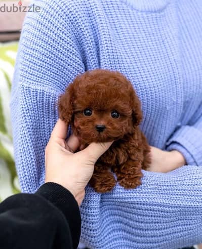 Tcup Poodle for sale