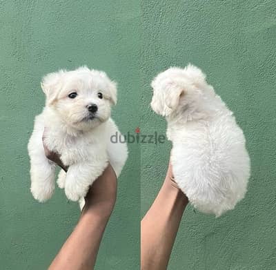 Maltese puppy for sale