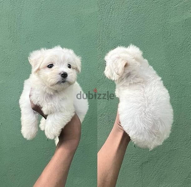 Maltese puppy for sale 0