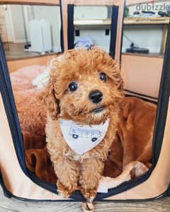 Purebred poodle for sale 0