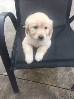 Golden retriever for sale 0