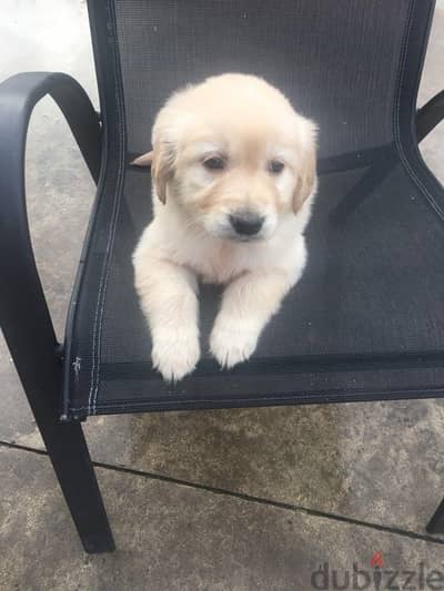 Golden retriever for sale