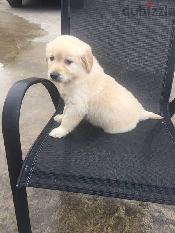 Golden retriever for sale 1