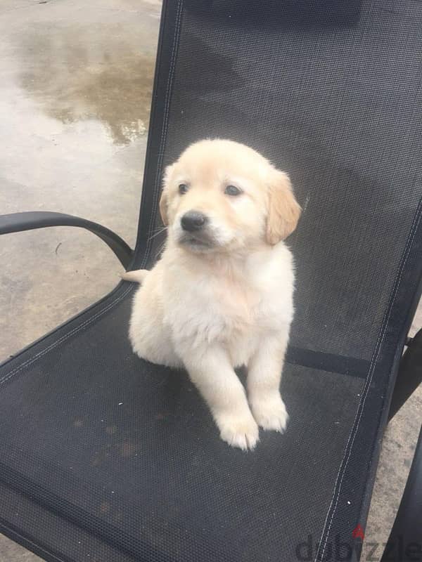 Golden retriever for sale 2