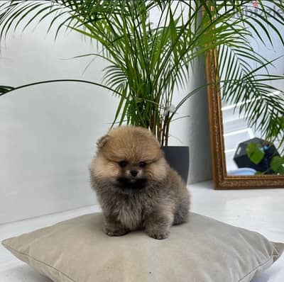 Pomeranian for sale