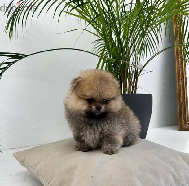 Pomeranian for sale 1