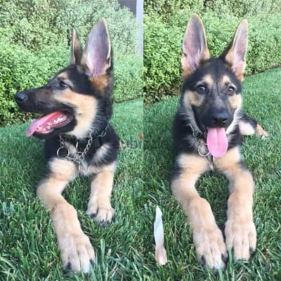 German Shepherd  for sale