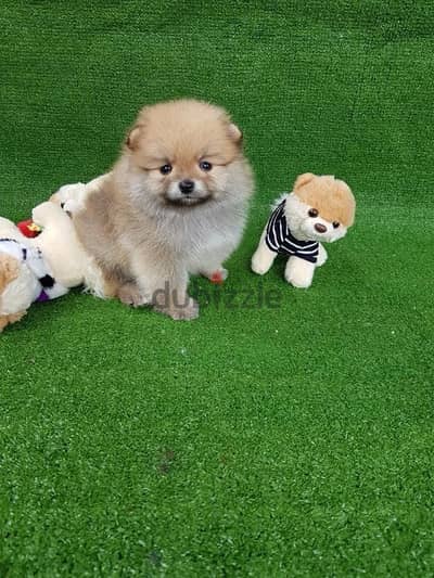 Cream male Pomeranian