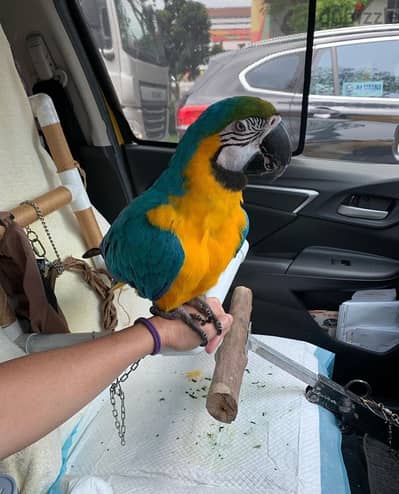 Macaw for sale