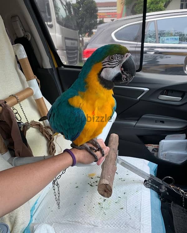 Macaw for sale 1