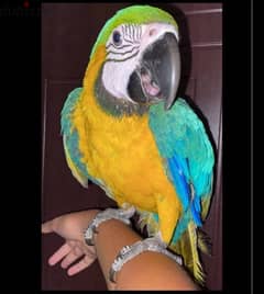 Macaw for sale 0