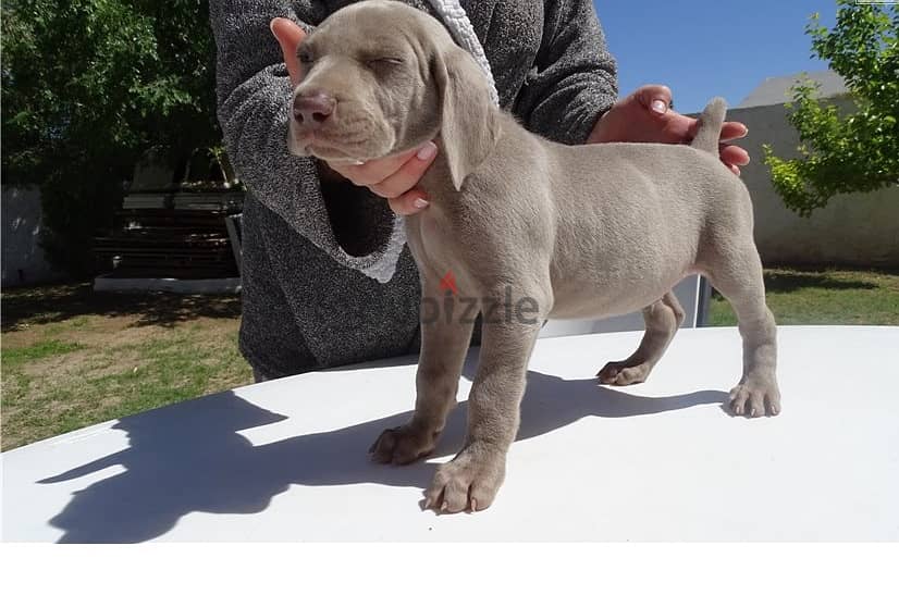 Whatsapp Me +966583921348 Weimaraner Puppies 0