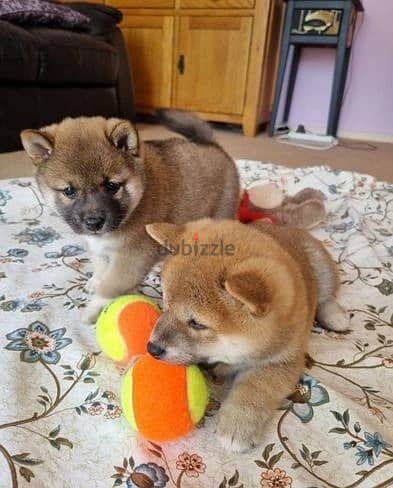 Whatsapp Me +966588993320 Shiba Inu Puppies 0