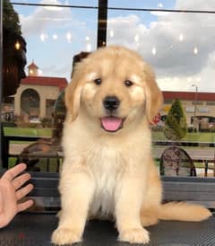 Golden retriever for sale 0