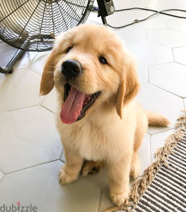 Golden retriever for sale 1