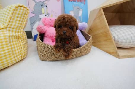 Female Poodle for sale