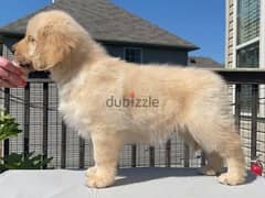 Golden retriever for sale 0