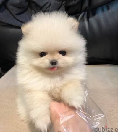 Purebred Pomeranian for sale