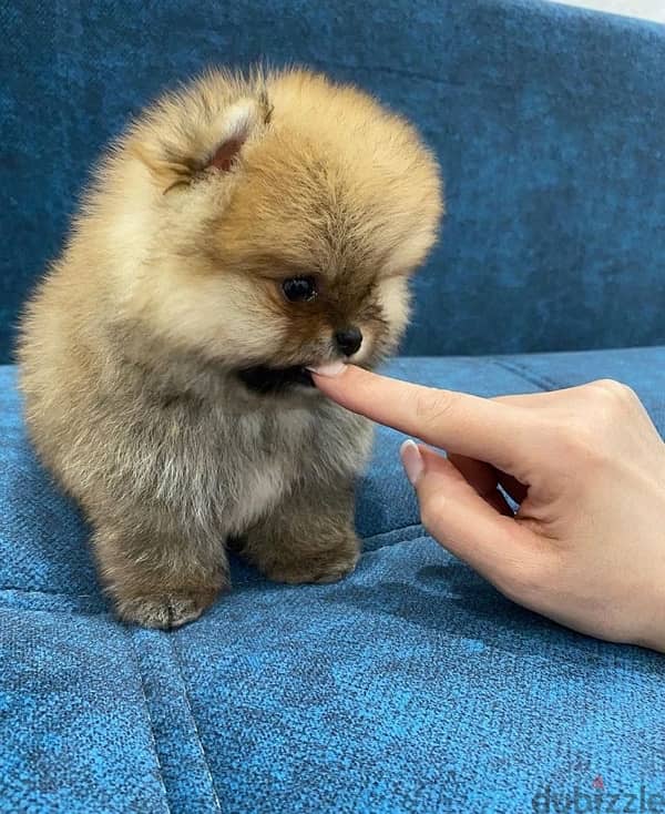 Male Pomeranian for sale 1