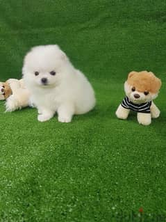 White Pomeranian for sale 0