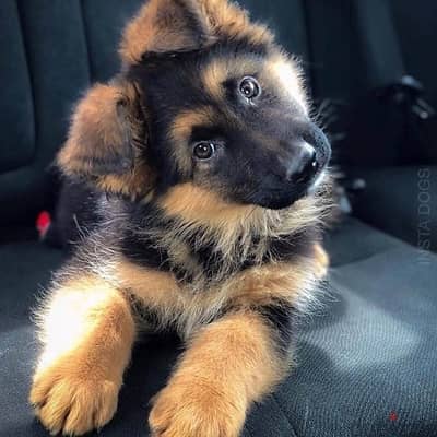 German Shepherd for sale