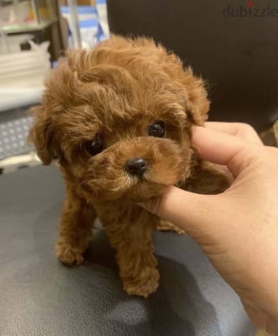 Female Poodle for sale