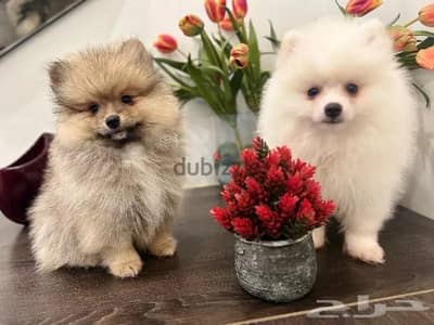 Male & Female Pomeranian for sale