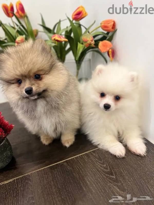 Male & Female Pomeranian for sale 1