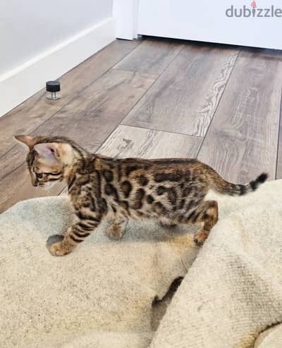 Bengal for sale