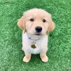 Golden retriever for sale 0