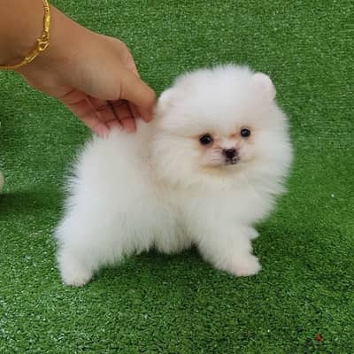 White Pom for sale