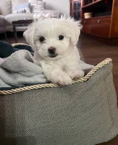 Maltese puppy for sale 0