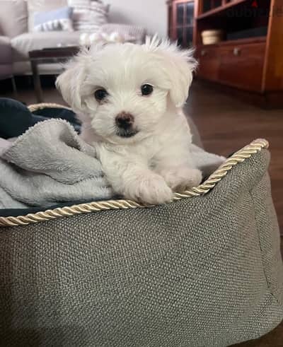 Maltese puppy for sale