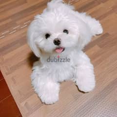 Maltese puppy// Whatsapp +971552543679 0