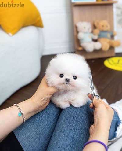 intelligent Pomeranian for sale