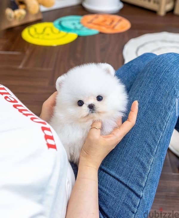 intelligent Pomeranian for sale 1