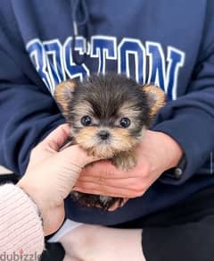 Adorable  Yorkie puppy for sale 0