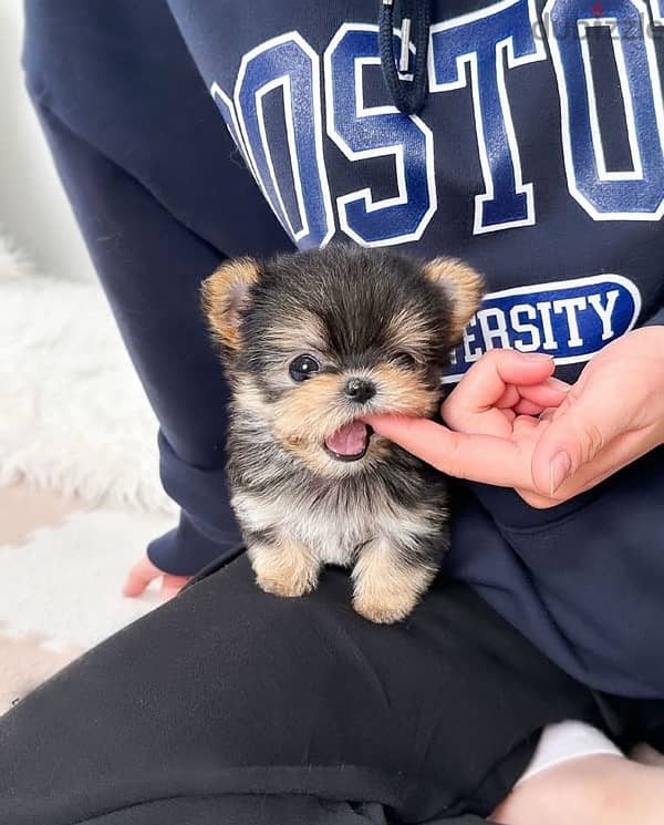 Adorable  Yorkie puppy for sale 1