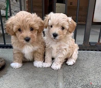 Whatsapp Me +966583921348 Maltipoo Puppies 0