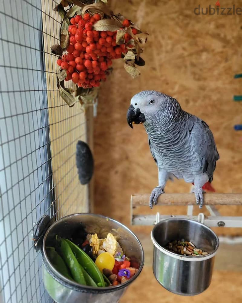 African Grey// Whatsapp +971552543679 0