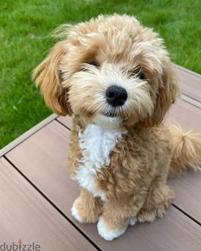 Maltipoo