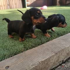 Daschund puppies// Whatsapp +971502618837 0