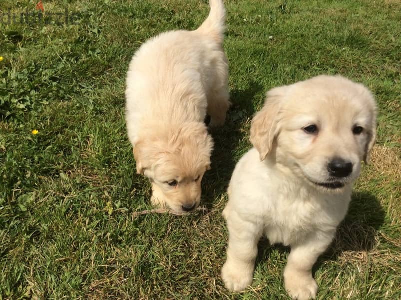 Whatsapp Me +972555074990 Golden Retriever Puppies 0