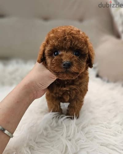 Whatsapp Me +972555074990 Toy Poodle Puppies